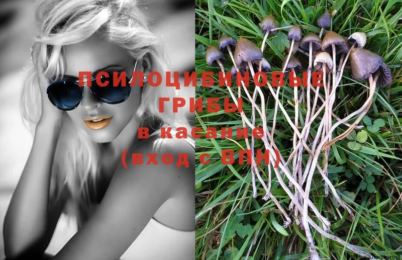 где продают наркотики  Балабаново  Галлюциногенные грибы Psilocybine cubensis 